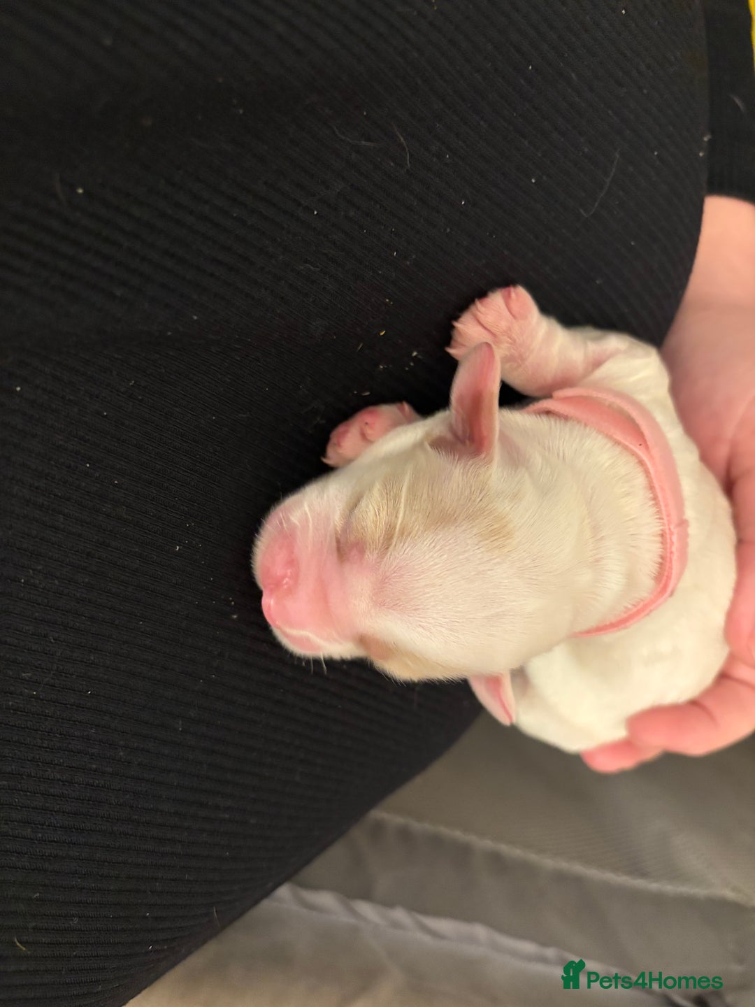 Cocker Spaniel dogs for sale: 6 beautiful cocker spaniels puppy’s born 01/12/25 - Advert 6