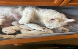 Maine Coon cats for sale: Stunning Maine coon kittens  - Image 1