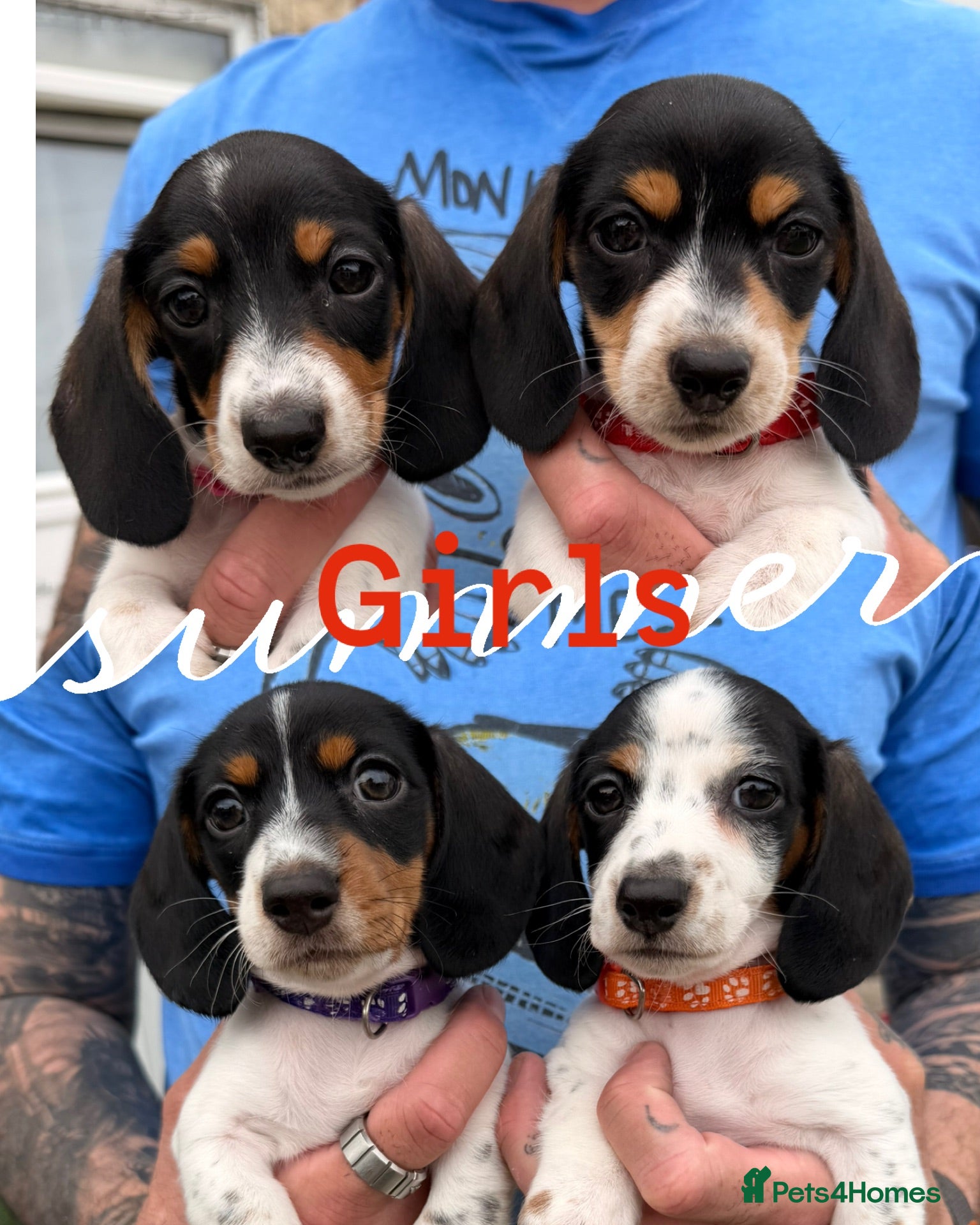 Miniature Dachshund dogs 4 cute miniature dachshund girls available  - Advert 1