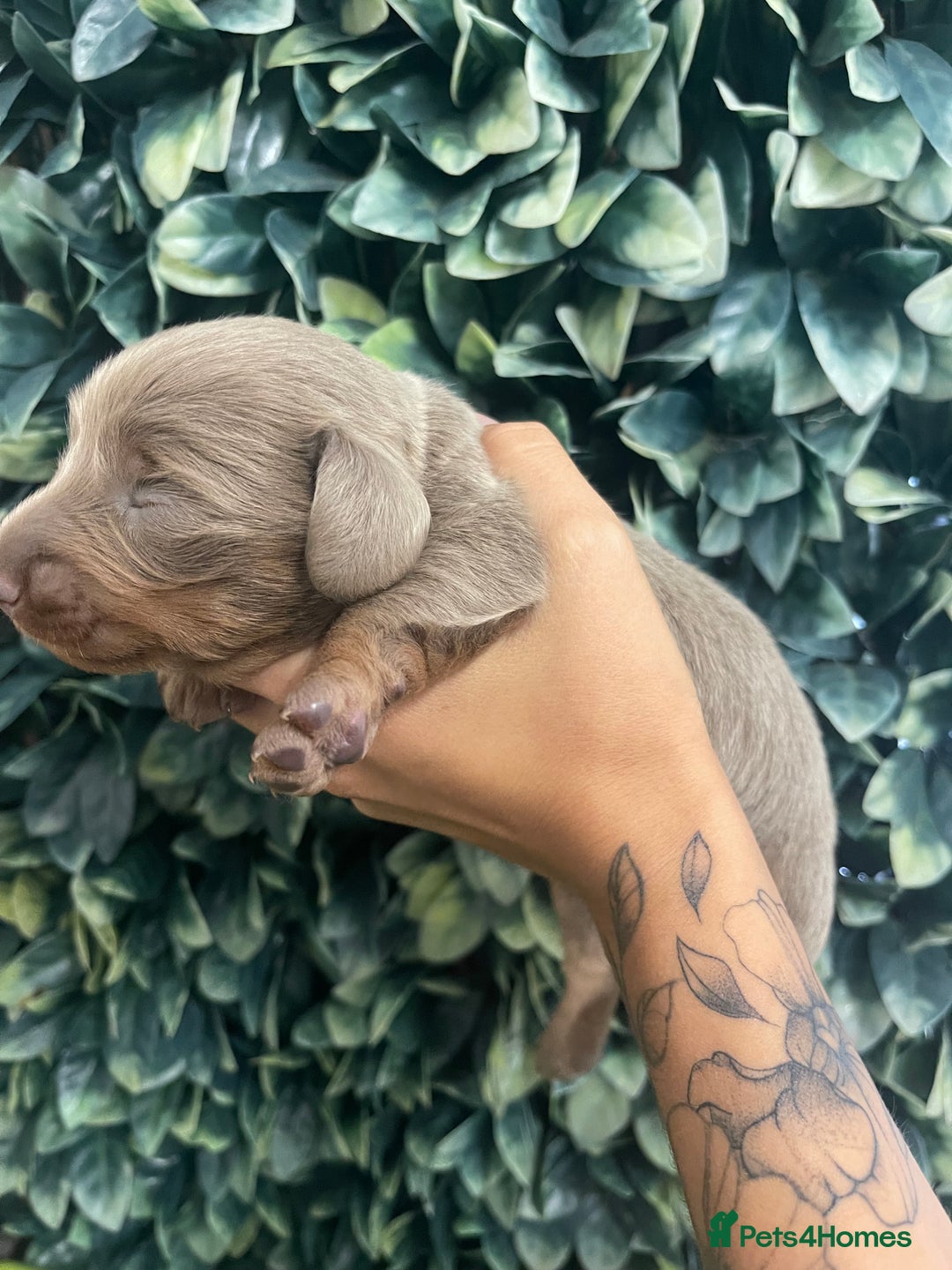 Miniature Dachshund dogs for sale: Long haired Isabella and tan miniature dachshund  - Image 22