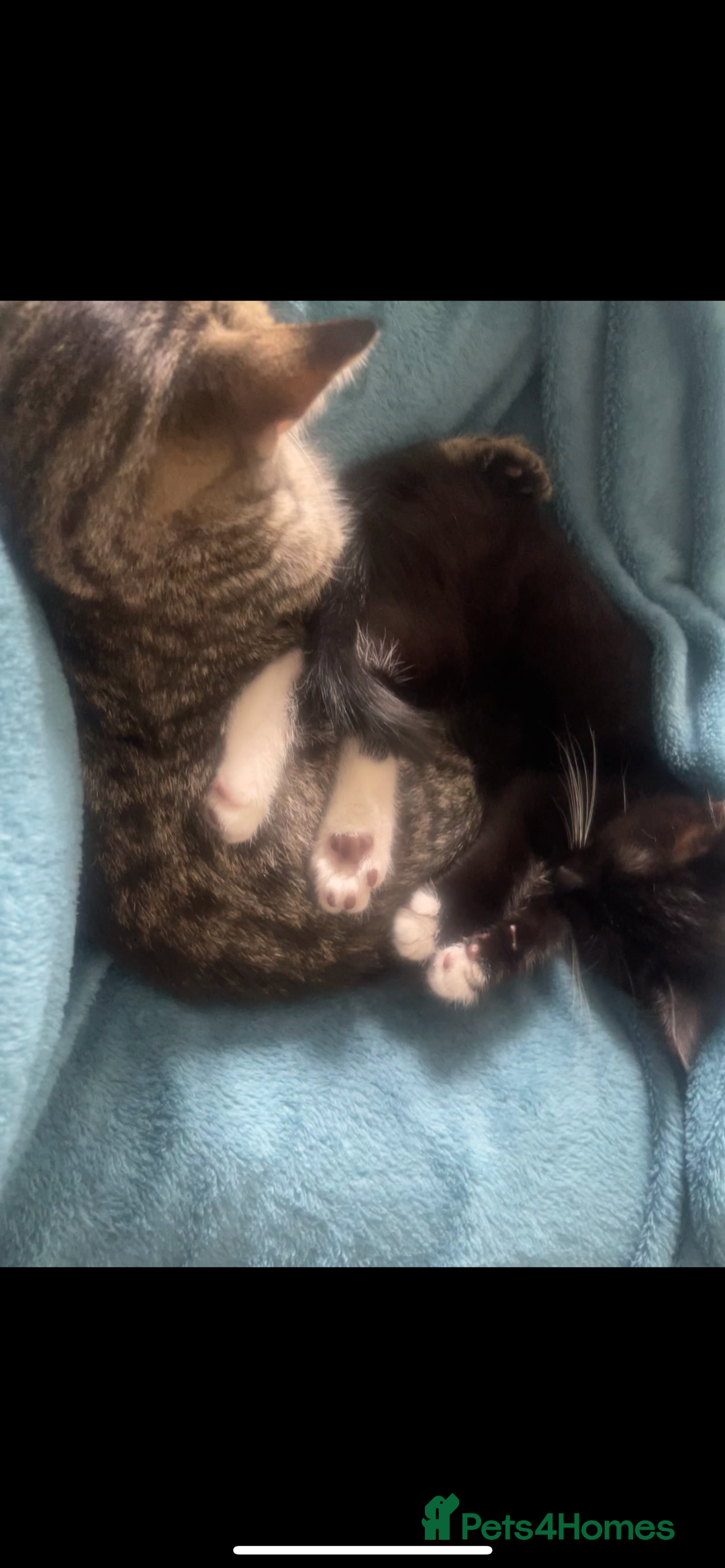 Turkish Angora cats for sale: Kittens (Turkish Angora (m) + Tabby (f)) - Image 1