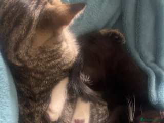 Turkish Angora cats - Advert 1