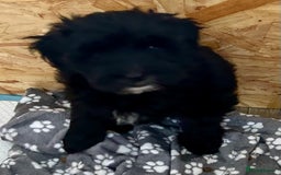 Maltipoo dogs for sale: Beautiful cheeky maltipoo, ball of fluff - Image 5