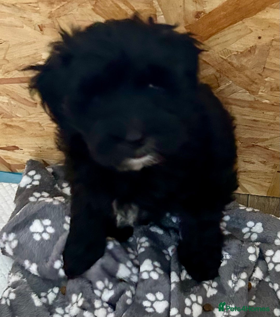 Maltipoo dogs for sale: Beautiful cheeky maltipoo, ball of fluff - Image 5