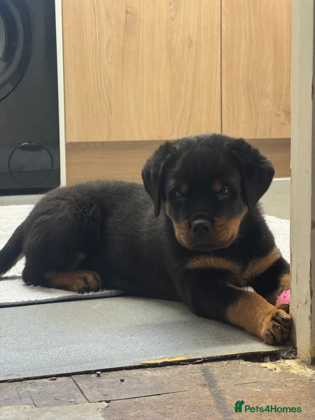 Rottweiler dogs for sale: Amber in the mist  - Advert 7