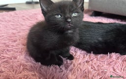 Mixed Breed cats for sale: Beautiful kittens looking for a forever home - Image 6