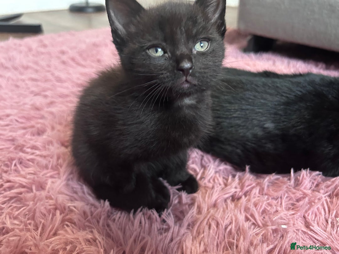Mixed Breed cats for sale: Beautiful kittens looking for a forever home - Image 6