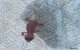 Leopard Gecko reptiles for sale: Baby leopard geckos for sale - Image 5