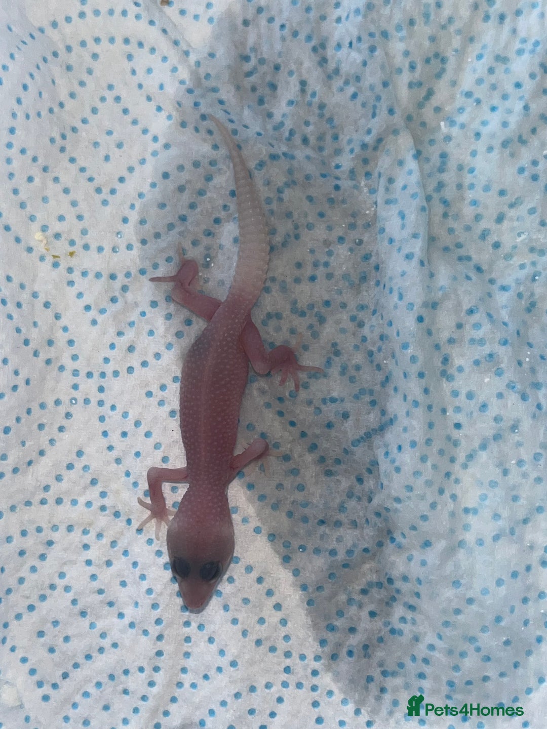 Leopard Gecko reptiles for sale: Baby leopard geckos for sale - Image 5