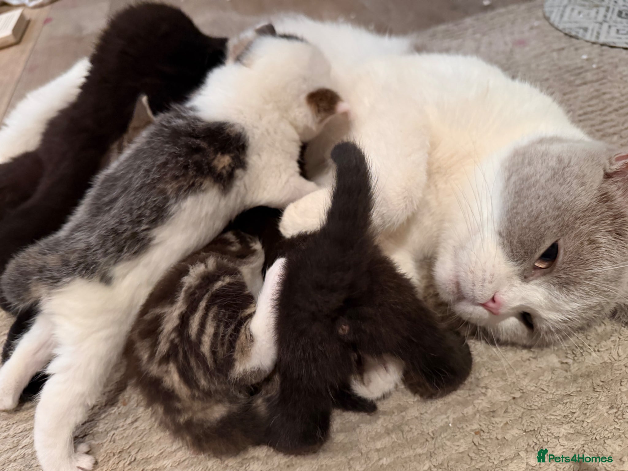 Mixed Breed cats 7 kittens looking their forever home - Advert 8