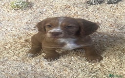 Cocker Spaniel dogs for sale: Working cocker spaniels  - Advert 5