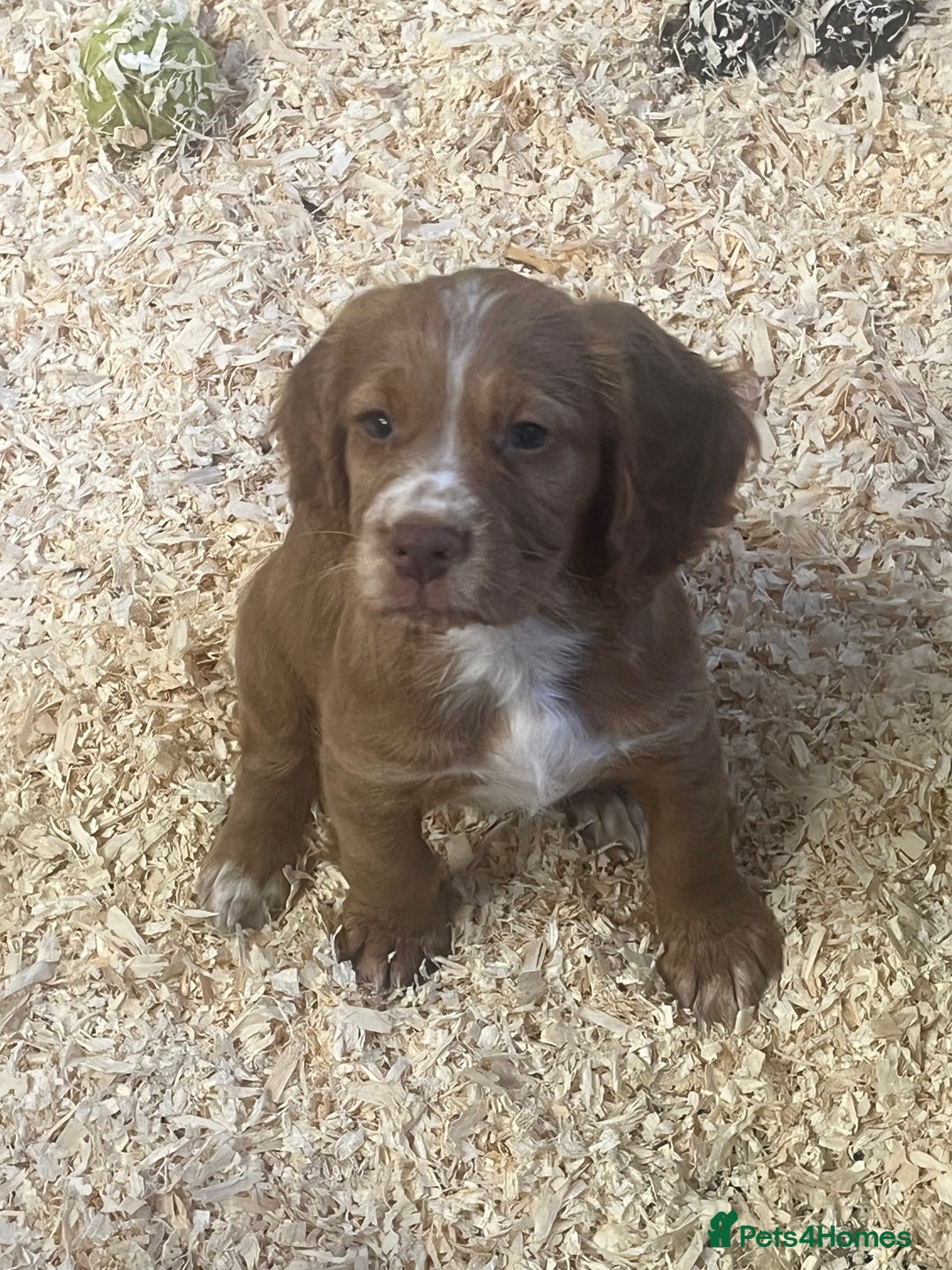Cocker Spaniel dogs for sale: Working cocker spaniels  - Advert 5