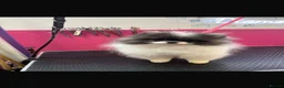 Pomeranian dogs for sale: Beautiful Pomeranians 🖤🤍 - Advert 14