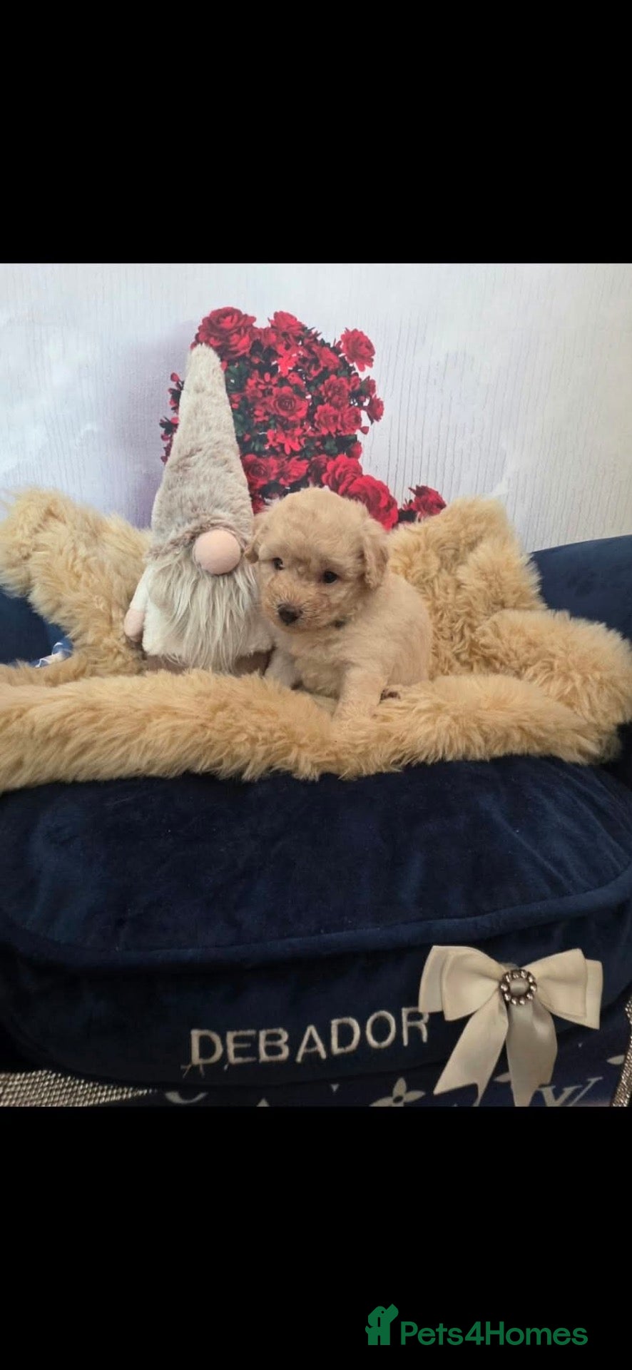 Maltipoo dogs Stunning maltipoos 💖 - Advert 1