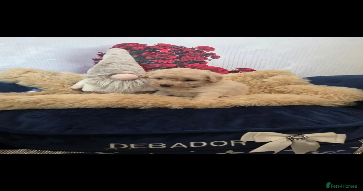 Maltipoo Puppies for sale in Scotland | Pets4Homes