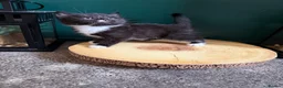 Mixed Breed cats for sale: 3 Kittens looking for homes! in Ilkeston - Advert 5