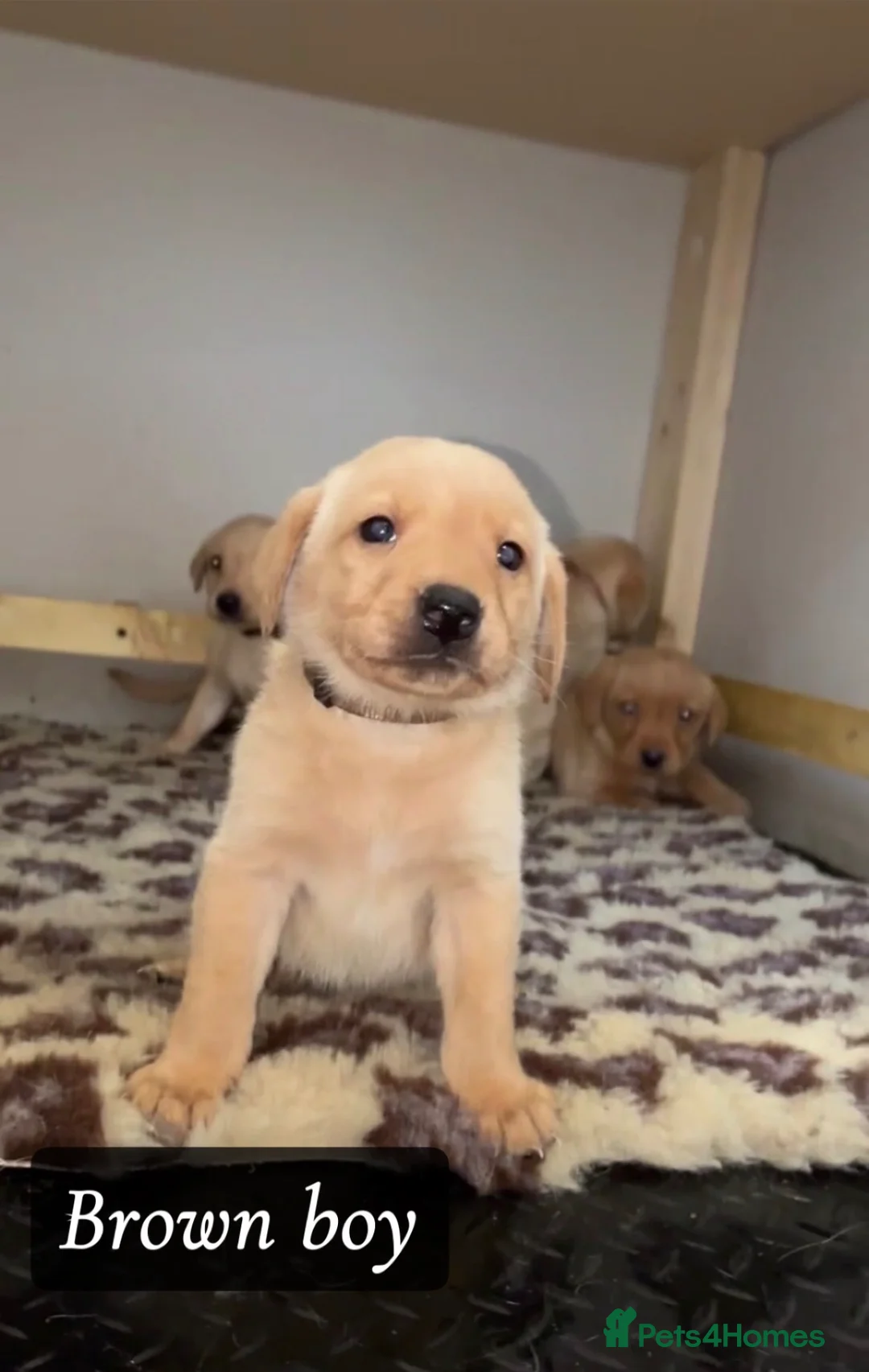 Labrador Retriever dogs for sale: 🐾 Exceptional KC Reg Labrador Puppies 🐾 - Advert 21