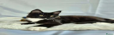 Maine Coon 3
