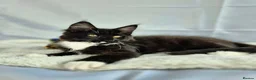 Maine Coon cats for sale: TICA registered Stunning Big boys - Advert 21