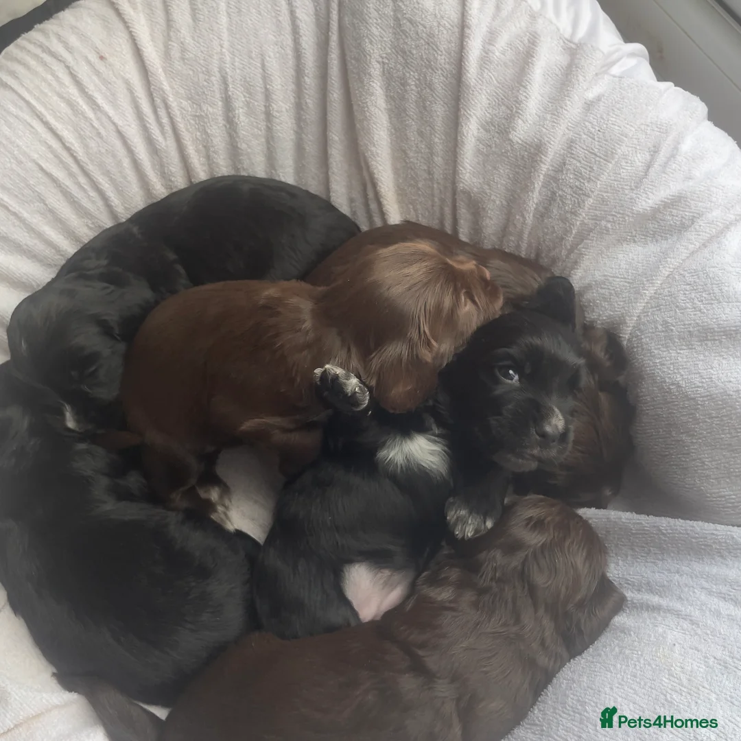 Cocker Spaniel dogs for sale: Working Cocker Spaniel Puppies 🐾 - Advert 7