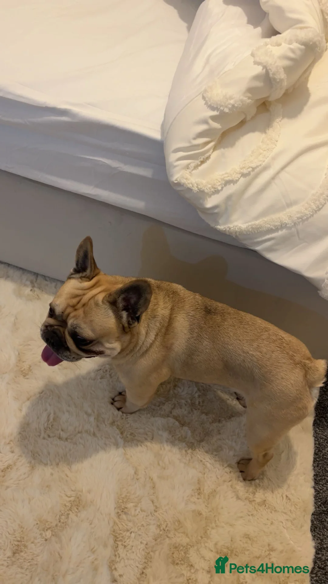 French Bulldog dogs for sale: Male Frenchbull dog  in Bradford - Advert 2