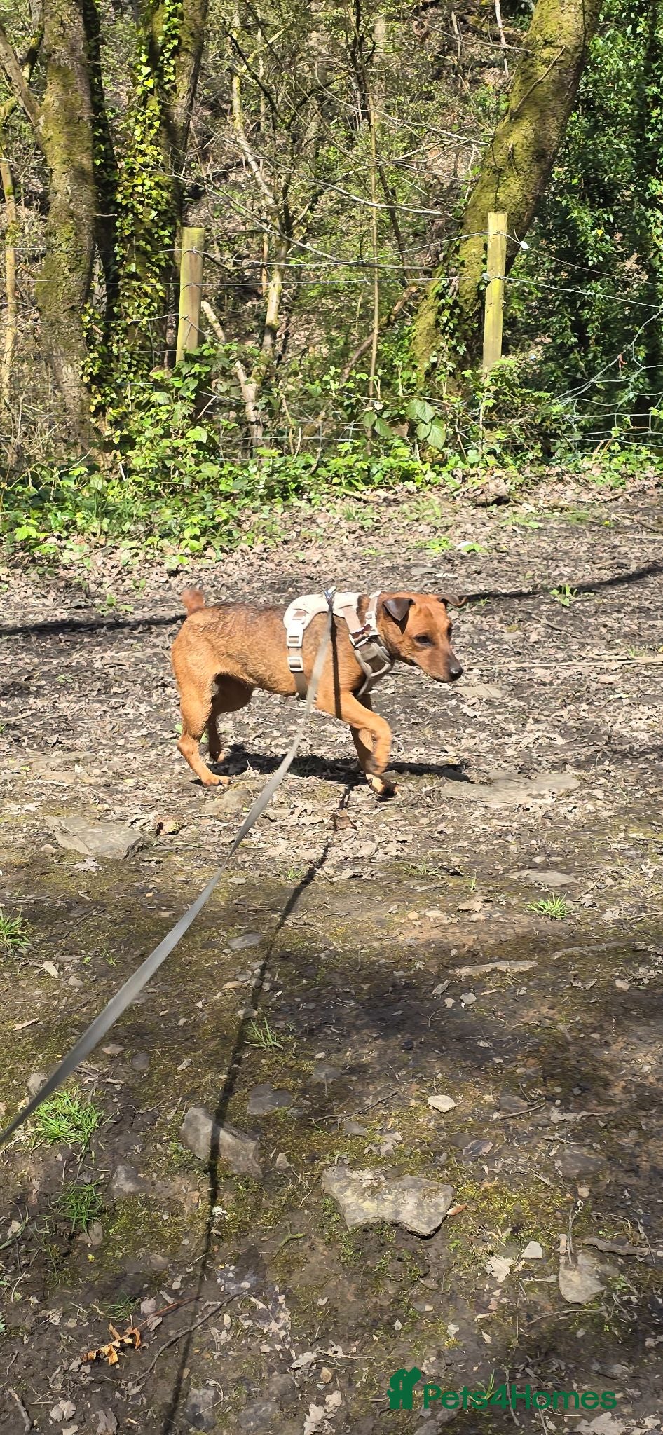 Lakeland Terrier dogs Coco the lakland terrier  - Advert 1