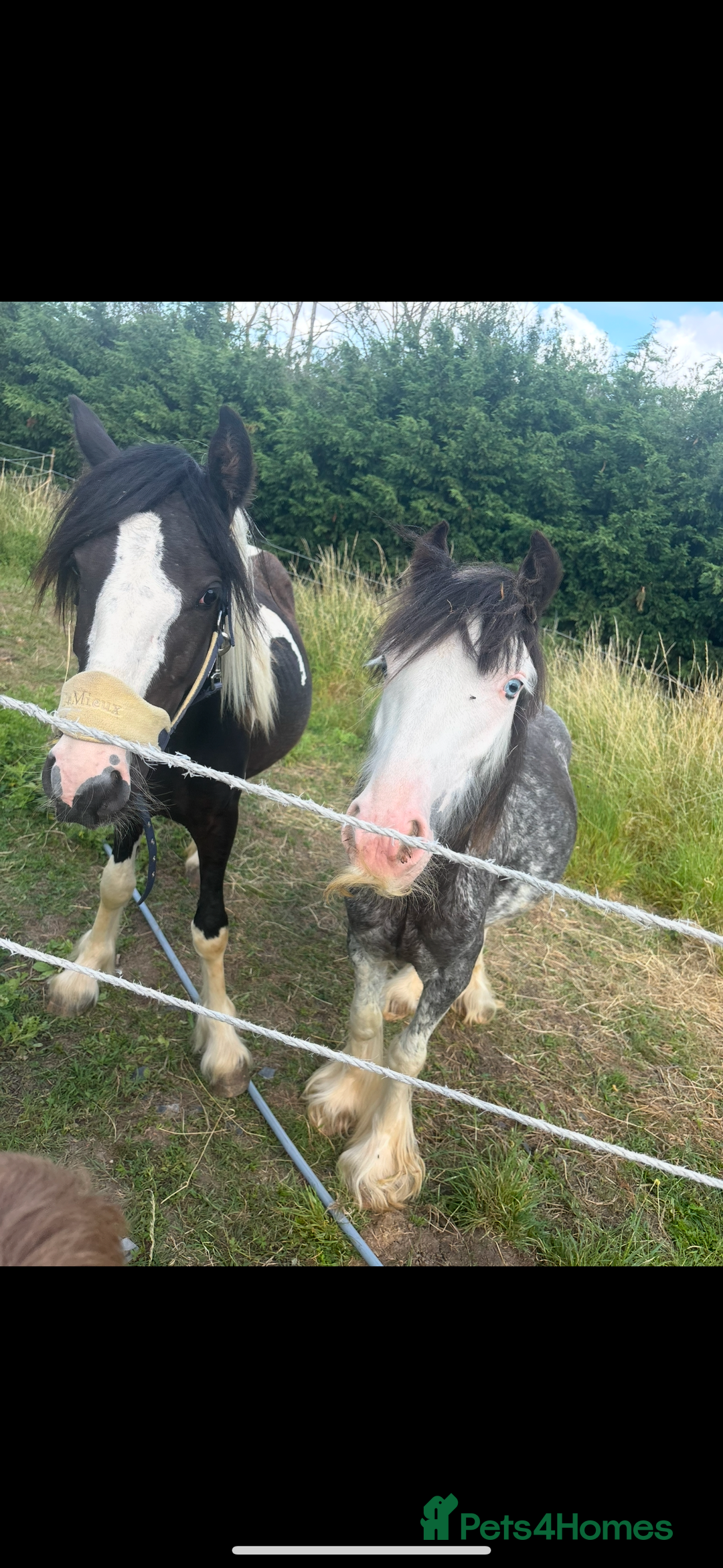 Irish Cob horses for sale: ✨Bombproof Colt In The Making!✨ - Image 4