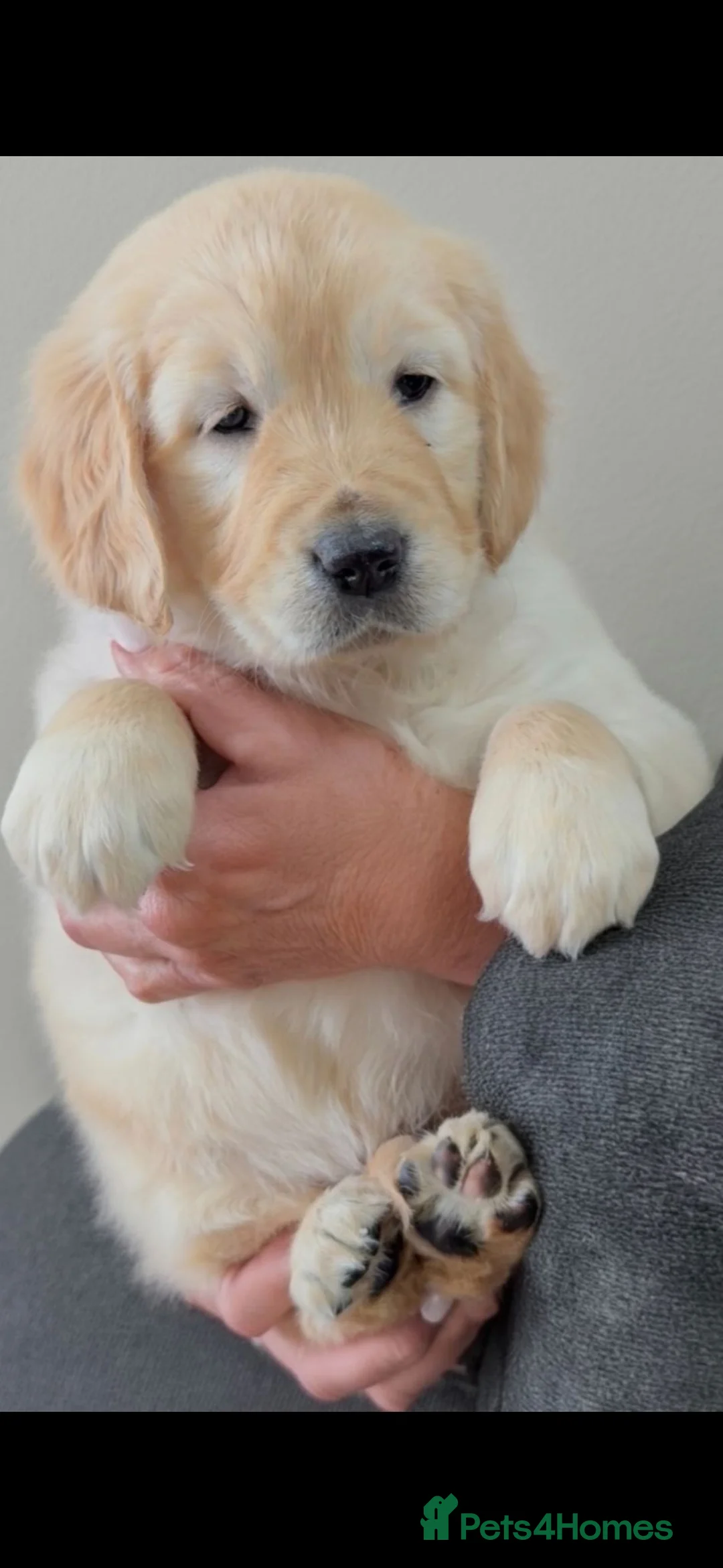 Golden Retriever dogs for stud: Proven and available for STUD! - Advert 2