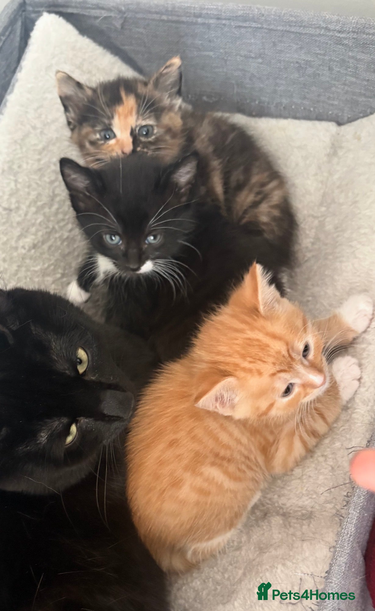 Domestic Shorthair cats Kittens ready to go - Advert 4