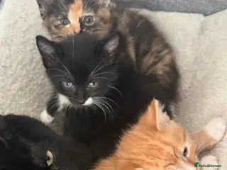 Domestic Shorthair cats Kittens ready to go - Advert 8