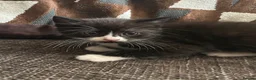 Mixed Breed cats for sale: Persian angora mixed kittens - Advert 3