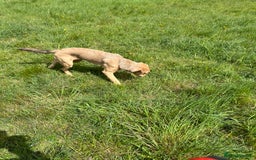 Mixed Breed dogs for sale: Max 11 month - Male  - Image 3