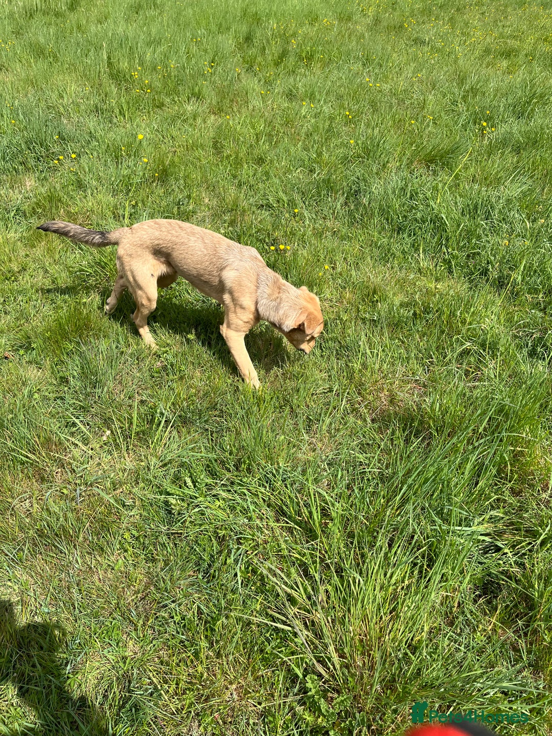 Mixed Breed dogs for sale: Max 11 month - Male  - Image 3