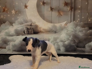 Whippet dogs Stunning kc registerd whippets - Advert 8