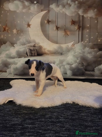 Whippet dogs Stunning kc registerd whippets - Advert 3