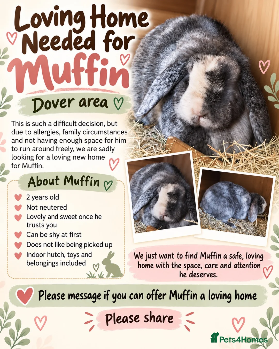 French Lop rabbits for sale: 🐰❤️ Loving home needed for Muffin – Dover area in Dover - Advert 2