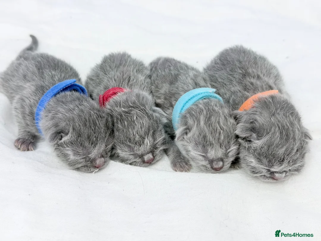 British Shorthair cats for sale: BRITISH SHORTHAIR KITTENS  - Advert 2