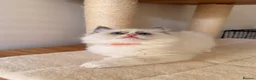 Ragdoll cats for sale: Fluffy Ragdoll Kittens🐾 in Peterborough - Advert 24