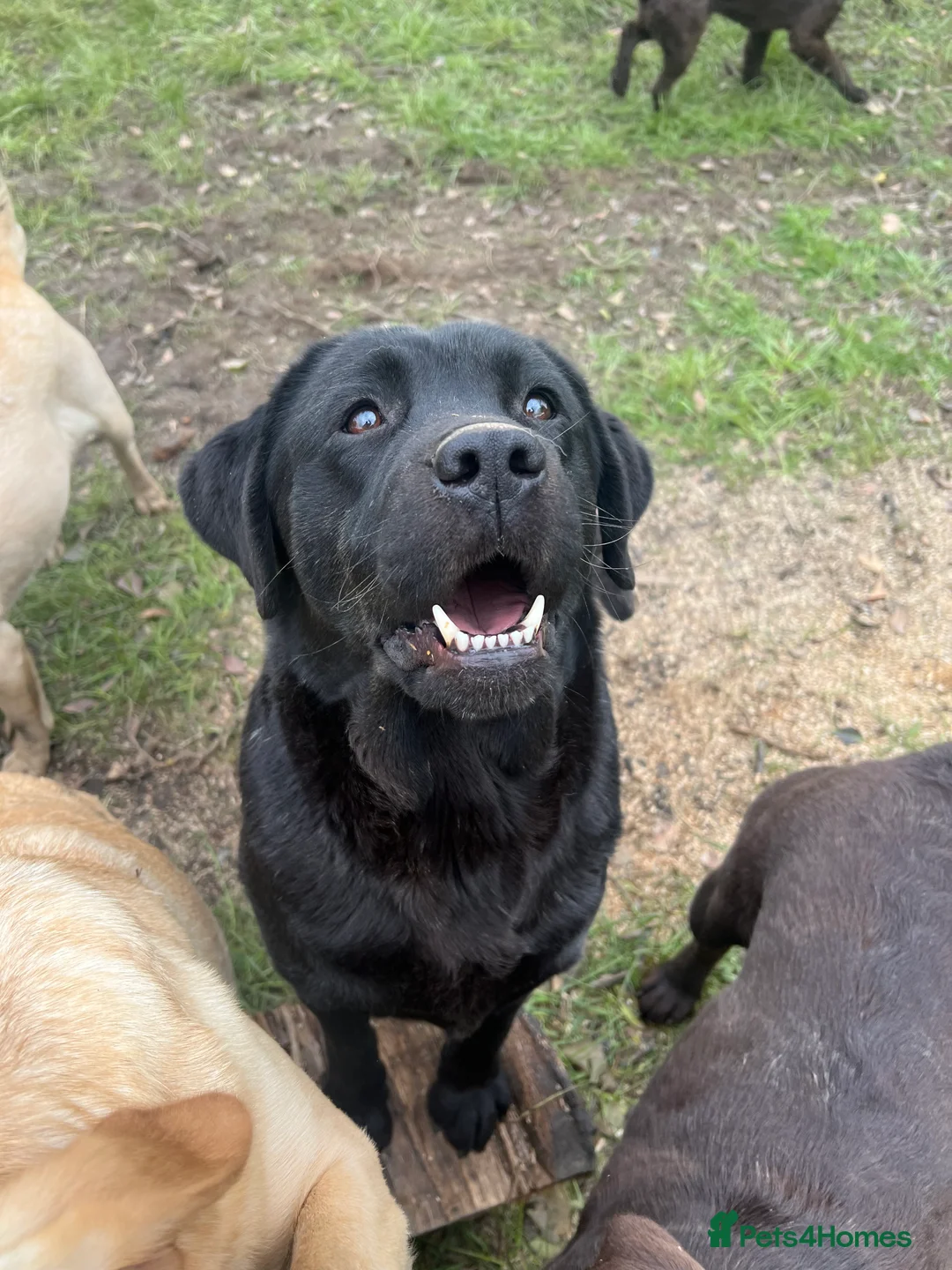 Gallery Image {{count}}