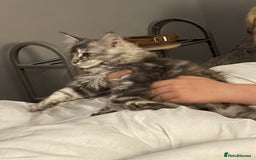 Maine Coon cats for sale: Maine coon kittens - Image 1