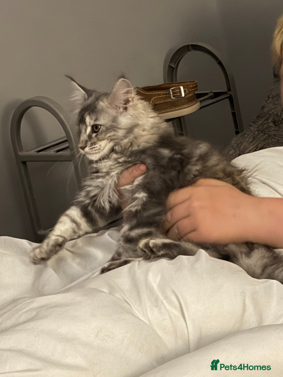 Maine Coon cats for sale: Maine coon kittens - Image 1