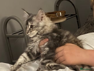 Maine Coon cats - Advert 30