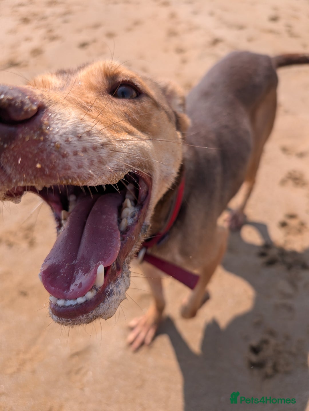 Mixed Breed dogs for sale: Lovely dog needing home  - Image 3