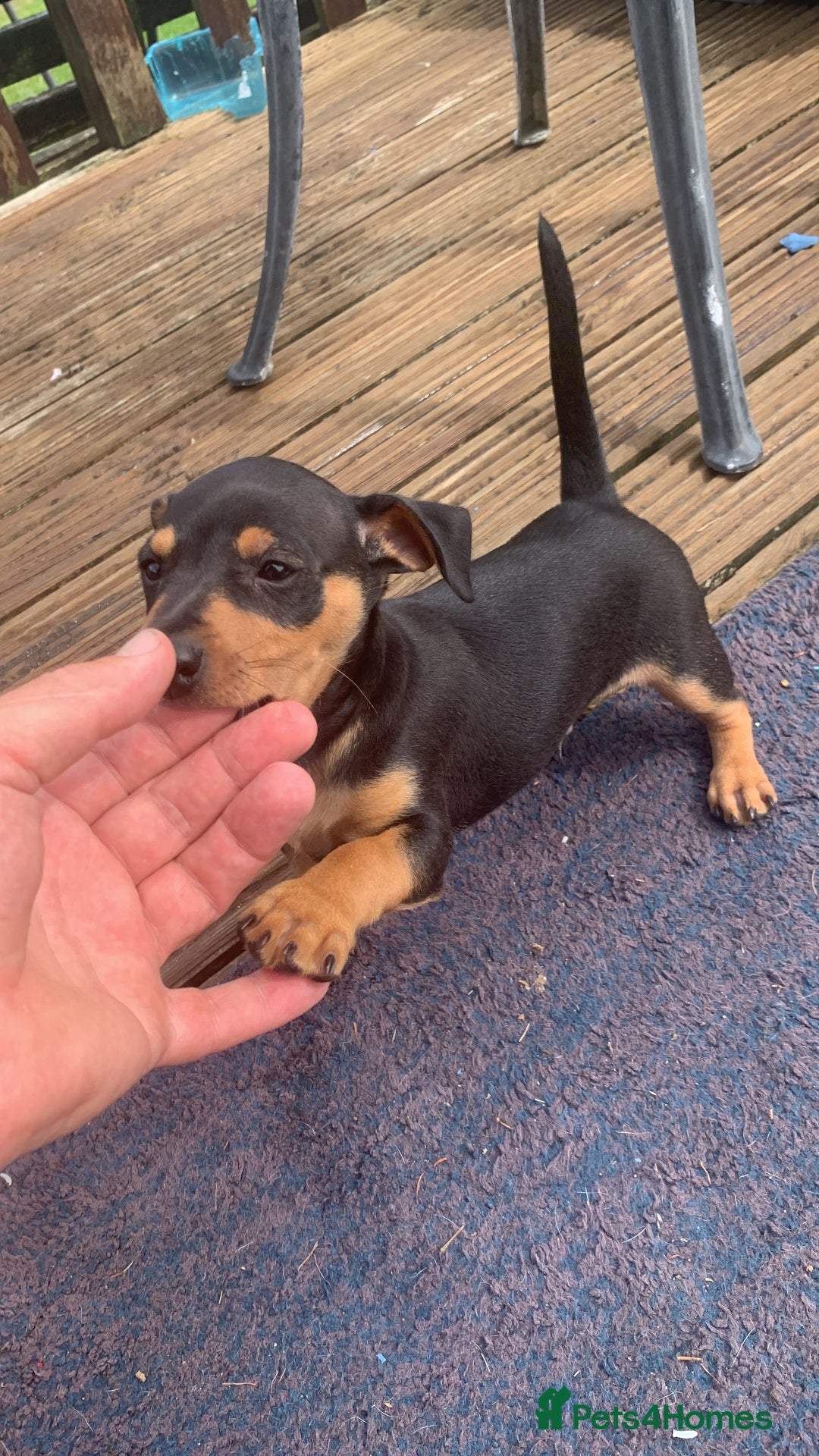 Mixed Breed dogs for sale: miniature pincher / mini jack  - Image 13