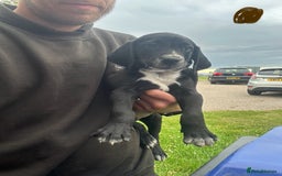 Mixed Breed dogs for sale: Dalmatian/Golden retriever cross puppies - Image 16