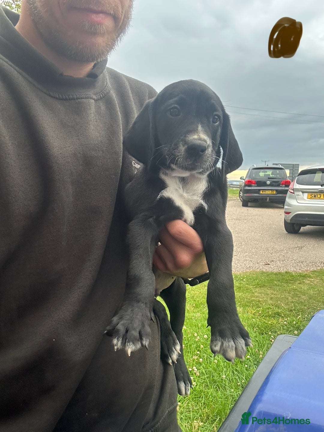 Mixed Breed dogs for sale: Dalmatian/Golden retriever cross puppies - Image 16