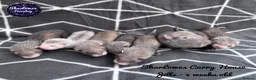 Ferret rodents for sale: Ferret kits  - Advert 5