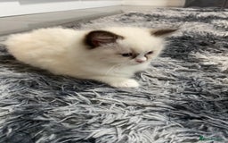 Ragdoll cats for sale: Fully Traceable Traditional Ragdoll Kittens - Advert 20