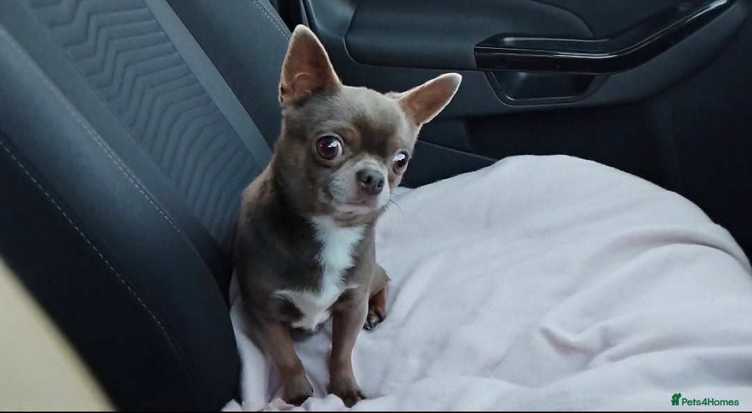 Chihuahua dogs for stud: KC reg - Health tested - PROVEN  - Advert 5