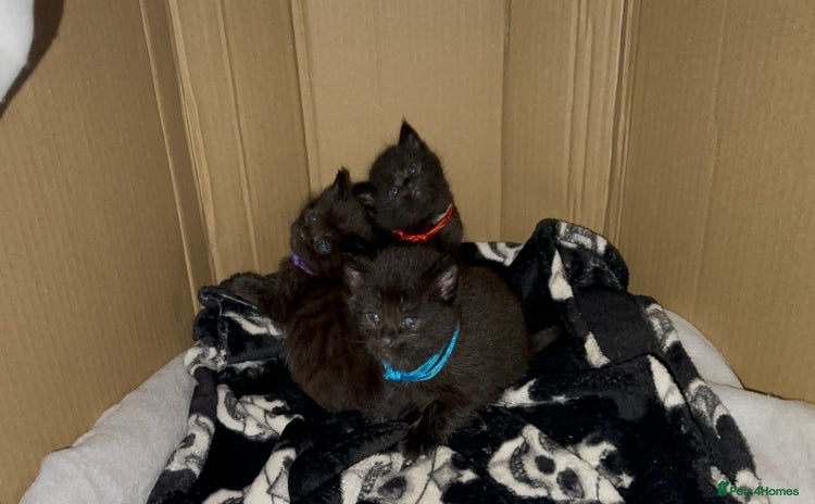 Maine Coon cats Maine Coon Kittens  - Advert 10